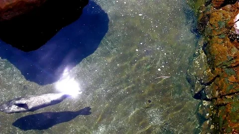 Harbor Seal Swims Through Sun Glistening Waters Video stock 76004296