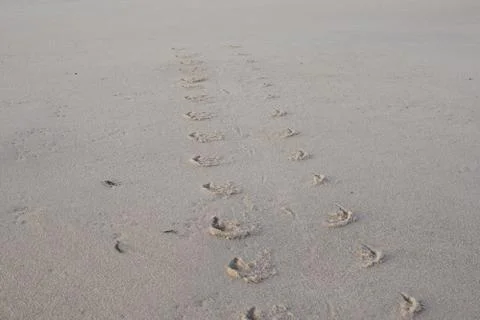Harbor seal track Stock Photos