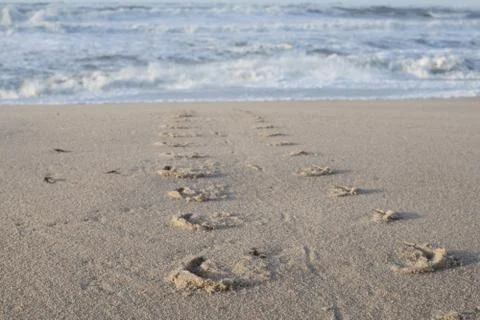 Harbor seal track Foto stock