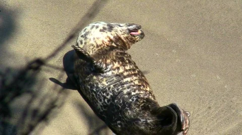 Harbor seal V1 - HD Stock-Footage 779237