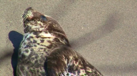 Harbor seal V2 - HD Stock Footage 779250