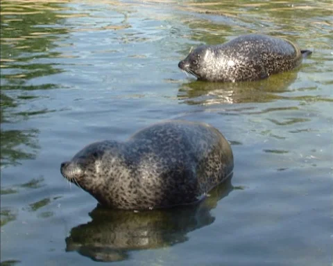 Harbor seals 2-shot, rest in shallow water - closeup Stock Footage 126648434