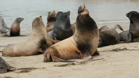 Harbor Seals on a Beach 库存影片 229651321