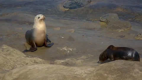 Harbor Seals Stock Footage 122190199
