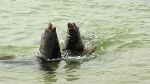 Harbor Seals 動画素材 315915992