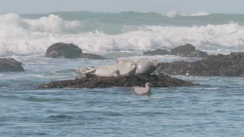 Harbor Seals Getting Comfortable on the Rocks, Bird Swims By, Moss Beach Stock Footage 167715529