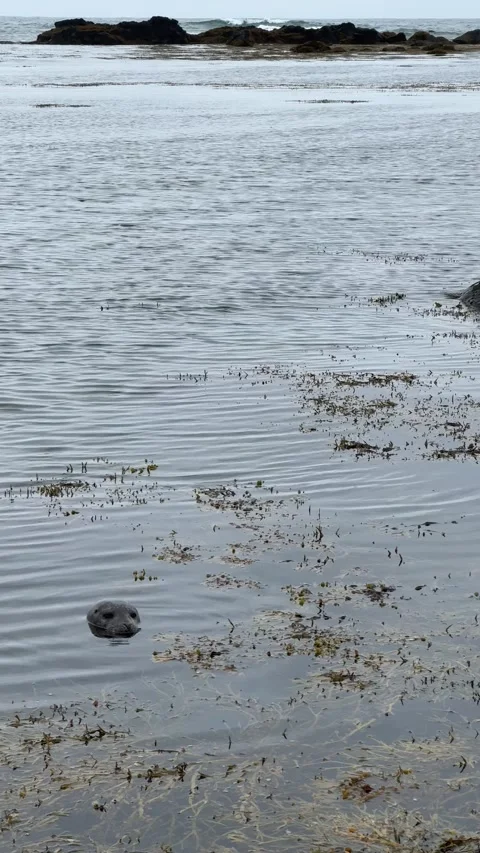 Harbor seals lying on exposed rocks during low tide on the Icelandic coast.  Stock Footage 312233023