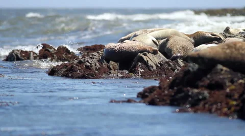 Harbor seals napping on rocks Stock Footage 53773664