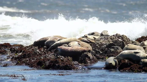 Harbor seals napping on rocks Stock Footage 53773924