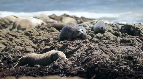 Harbor Seals napping on rocks Stock Footage 53777792