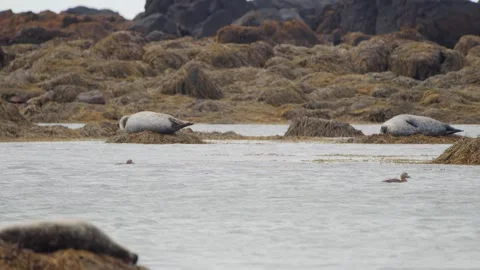 Harbor Seals (Phoca vitulina) Basking on Seaweed-Covered Rocks Along the Coast o Stock Footage 327282201