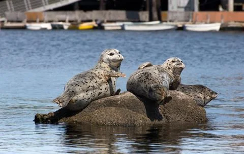 Harbor seals Stock Photos