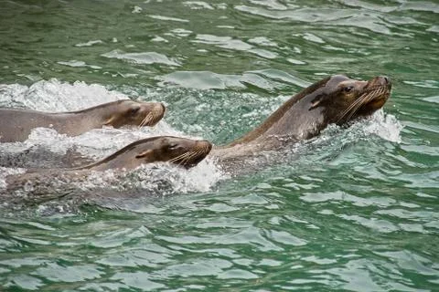 Harbor seals Stock Photos