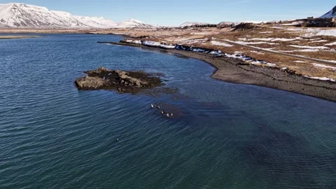 Harbor seals resting in coastal waters aerial drone view Reykjavik Iceland Stock Footage 330915868
