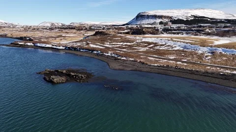 Harbor seals resting in coastal waters aerial drone view Reykjavik Iceland Stock Footage 330916218