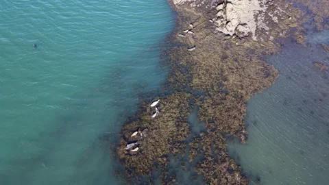 Harbor seals resting in coastal waters aerial drone view Reykjavik Iceland Stock Footage 330916223