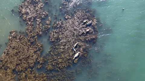 Harbor seals resting in coastal waters aerial drone view Reykjavik Iceland Stock Footage 330916522
