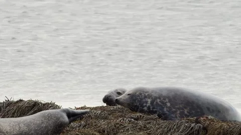 Harbor Seals Resting on Kelp-Covered Rocks - Icelandic Wildlife Footage Stock Footage 327264494