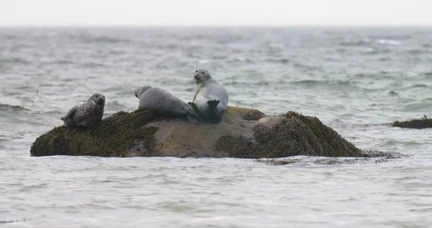 Harbor Seals on rock Stock Footage 88514986