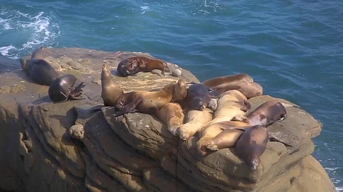 Harbor Seals on Rock Stock Footage 122190205