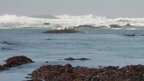 Harbor Seals Stretching on Distant Rocks at Moss Beach Tide Pools Stock Footage 167714370