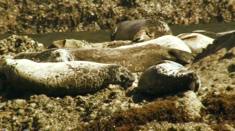 Harbor seals V1 - HD Stock-Footage 779322