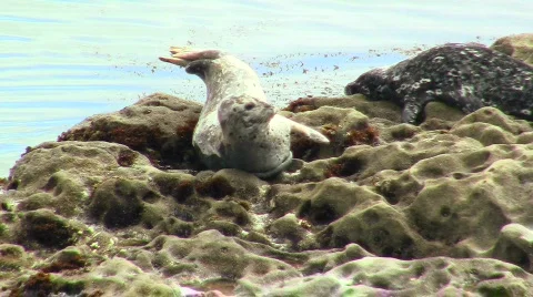Harbor seals V2 - HD Stock Footage 779301