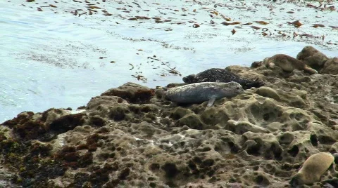 Harbor seals V3 - HD Stock-Footage 779347