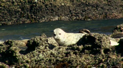 Harbor seals V4 - HD Video stock 779333