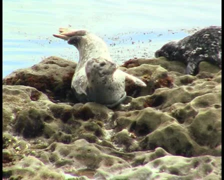 Harbor Seals V4 - PAL Video stock 10739286