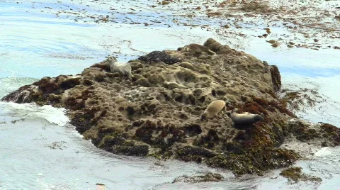 Harbor seals V5 - HD Video stock 779275