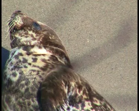 Harbor Seals V6 - PAL Stock Footage 10739228