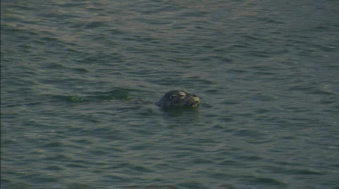 HarborSeal Stockbeeldmateriaal 478108