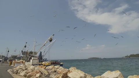 Harbour with flying seagull Video stock 71891078