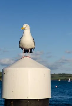 Harbour Master Stock Photos
