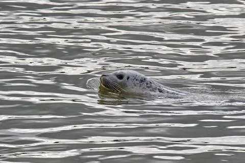 Harbour Seal Stock Photos