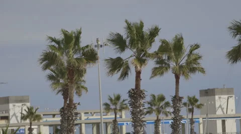 Harbour Seaside Palm trees Stock Footage 47569815