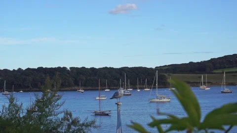 Harbour view in St Mawes Cornwall with Sea Gull part 1 Stock Footage 139013336