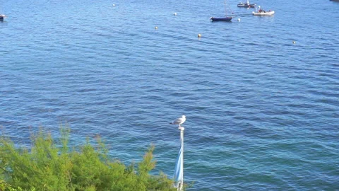 Harbour view in St Mawes Cornwall with Sea Gull part 3 Stock Footage 139015922