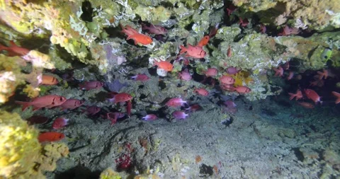 Hard and soft coral in cave and numerous red  fishes living around him Stock Footage 293291353