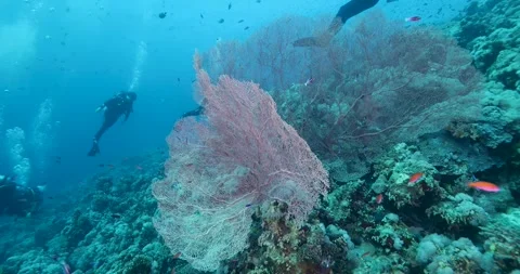 Hard and soft coral in cave and numerous red  fishes living around him Stock Footage 322897870