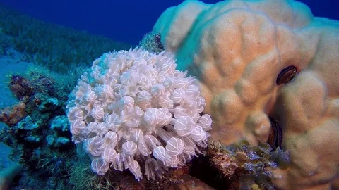 Hard and Soft Coral Stock Footage