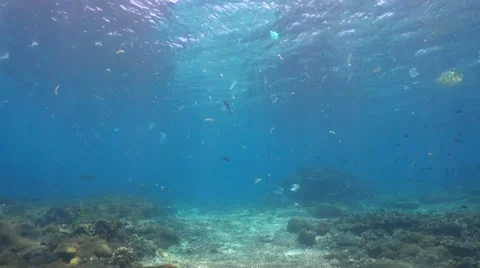 Hard and soft coral reef full of tropical fishes with a lot of plastic drifting Stock-Footage 61670751