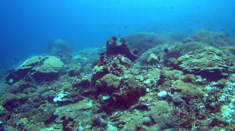 Hard and soft coral reef with blurred thermocline water Video stock 65882012