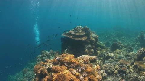 Hard and soft corals. 4k Stock Footage 62587293