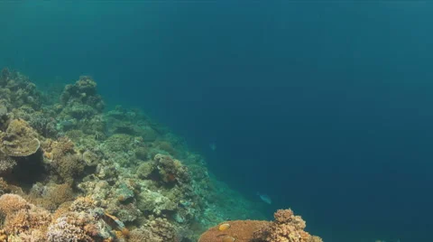 Hard and soft corals. 4k Stock Footage 62598057