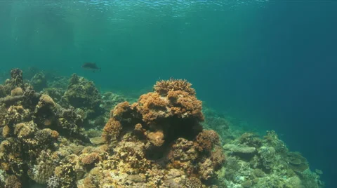 Hard and soft corals. 4k Stock Footage 62599380