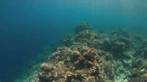 Hard and soft corals. 4k Stock Footage 62599471