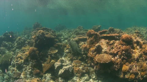 Hard and soft corals. 4k Stock Footage 62602758