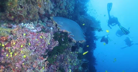 Hard and soft corals and numerous colorful fish living around it. Stock Footage 327026908